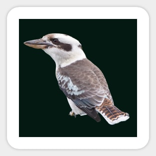 Kookaburra Sticker